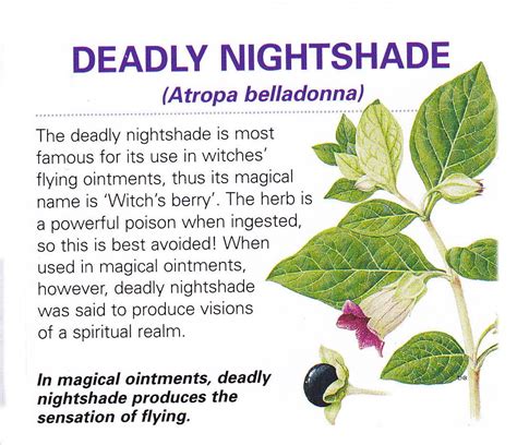 Blue Witch Nightshade: A Plant with Hidden Dangers